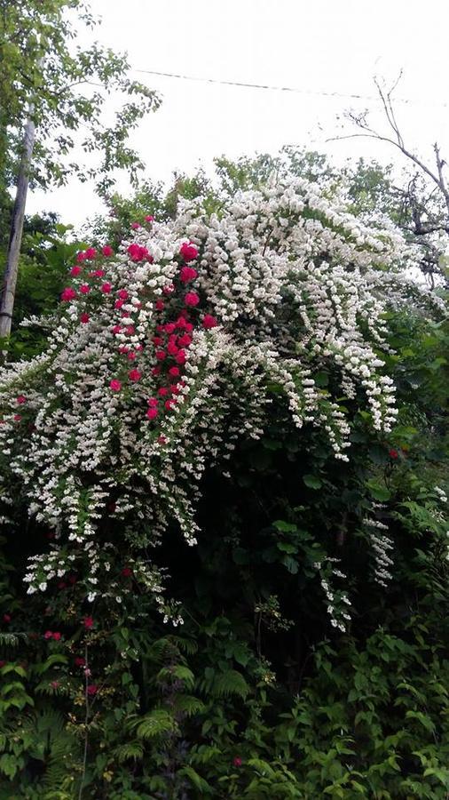 Guest House Noe Kveda Chkhutuneti 外观 照片